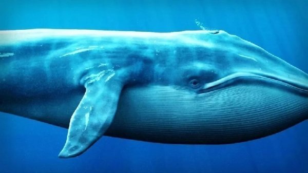 As Soon As Bitcoin Hits $70,000, a Billion-Dollar Chinese Whale Steps In and Makes a Massive Sale – What’s Going On? As Soon As Bitcoin Hits $70,000, a Billion-Dollar Chinese Whale Steps In and Makes a Massive Sale – What’s Going On?